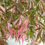 Acer palmatum 'Extravaganza'