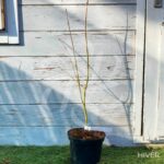 Acer palmatum 'Going Green' - Érable du Japon