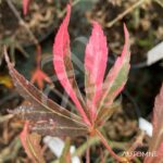 Acer palmatum 'Lilleane's Jewel' (Extravaganza) - Érable du Japon