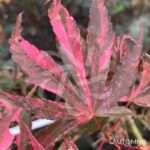 Acer palmatum 'Lilleane's Jewel' (Extravaganza) - Érable du Japon