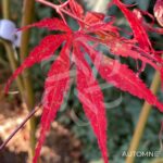 Acer palmatum 'Lilleane's Jewel' (Extravaganza) - Érable du Japon