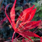 Acer palmatum 'Lilleane's Jewel' (Extravaganza) - Érable du Japon