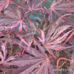 Acer palmatum 'Lilleane's Jewel' (Extravaganza) - Érable du Japon