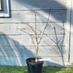 Acer palmatum 'Lilleane's Jewel' (Extravaganza) - Érable du Japon