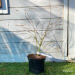 Acer palmatum 'Little Princess' - Érable du Japon 'Kiohime'