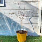 Acer palmatum 'Mila' - Érable du Japon