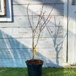 Acer palmatum 'Starfish' - Érable du Japon