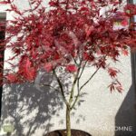 Acer palmatum 'Sumi-nagashi' – Érable du Japon