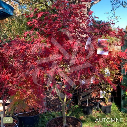 Acer palmatum 'Sumi-nagashi' – Érable du Japon