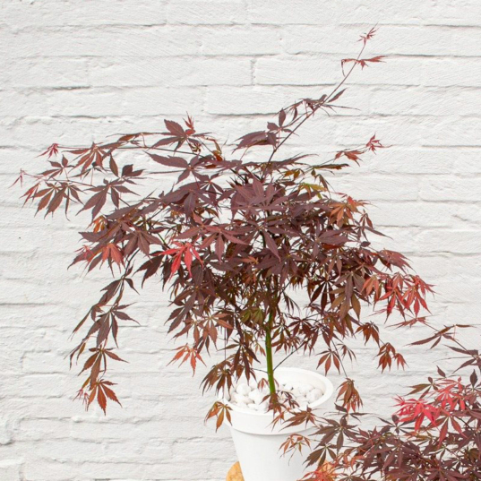 Acer palmatum 'Sumi-nagashi' – Érable du Japon