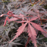 Acer palmatum 'Sumi-nagashi' – Érable du Japon