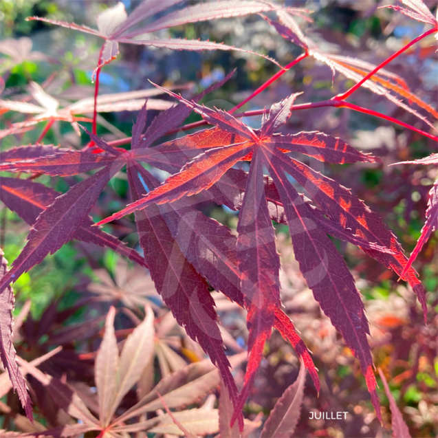 Acer palmatum 'Sumi-nagashi' – Érable du Japon