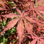 Acer palmatum 'Sumi-nagashi' – Érable du Japon