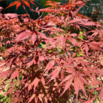 Acer palmatum 'Sumi-nagashi' – Érable du Japon