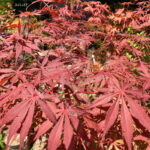 Acer palmatum 'Sumi-nagashi' – Érable du Japon