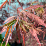 Acer palmatum 'Sumi-nagashi' – Érable du Japon