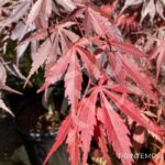 Acer palmatum 'Sumi-nagashi' – Érable du Japon