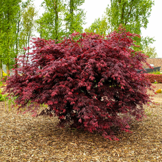 Acer palmatum 'Trompenburg' – Érable du Japon