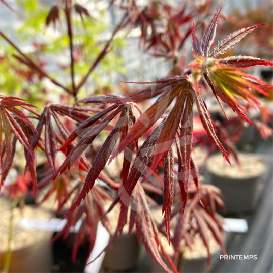 Acer palmatum 'Trompenburg' – Érable du Japon