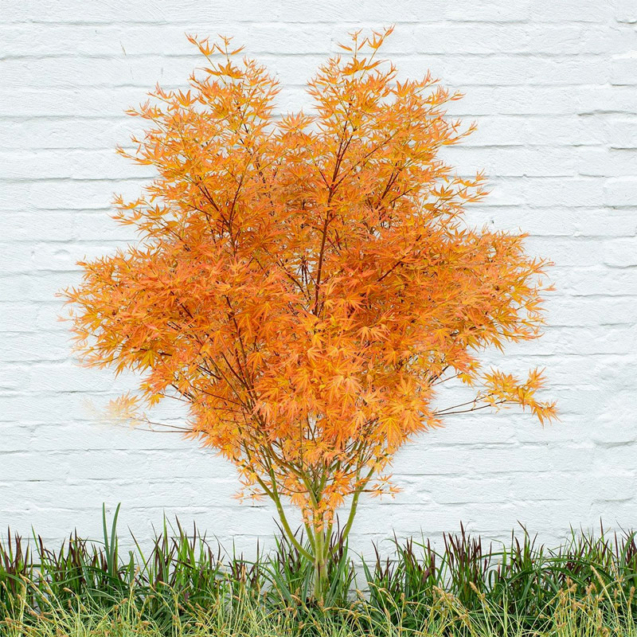 Acer palmatum 'Wilson's Pink Dwarf' - Érable du Japon