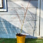 Acer pseudosieboldianum 'Artic Jade' - Érable du Japon