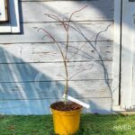 Acer pseudosieboldianum 'Ice Dragon' - Érable du Japon