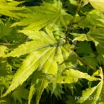 Acer shirasawanum 'Jordan' - Érable du Japon