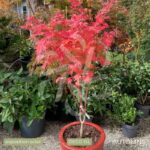 Acer shirasawanum 'Jordan' - Érable du Japon