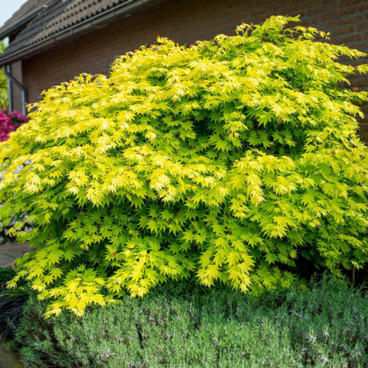 Acer shirasawanum 'Jordan' - Érable du Japon