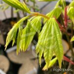 Acer shirasawanum 'Jordan' - Érable du Japon