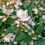 Camellia 'Beauty Blush' - 1000 Fleurs