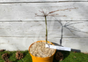 Acer palmatum 'Autumn Showers' - Érable du Japon