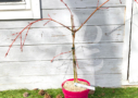 Acer conspicuum 'Red Flamingo' - Érable à peau de serpent