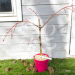 Acer conspicuum 'Red Flamingo' - Érable à peau de serpent