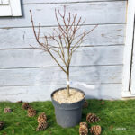 Acer palmatum 'Anne Irene' - Érable du Japon