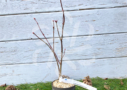 Acer palmatum Atropurpureum
