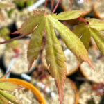 Acer palmatum 'Britta's Best' - Érable du Japon