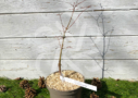 Acer palmatum 'Collingwood Ingram' - Érable du Japon