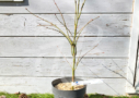 Acer palmatum 'Dissectum' - Érable du Japon