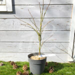 Acer palmatum 'Dissectum' - Érable du Japon