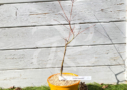 Acer Palmatum 'Hosoba Koshimino' - Érable du Japon