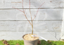 Acer palmatum 'Koshimino' dissectum