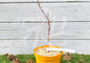 Acer Palmatum 'Little Cindy' - Érable du Japon