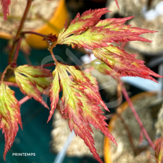 Acer palmatum 'Mino Gasa' - Érable du Japon