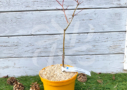 Acer palmatum 'Naka oku gawa' - Érable du Japon