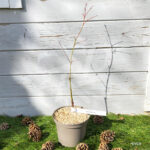 Acer oliverianum 'Nakahara Beni' - Érable du Japon