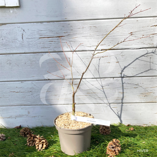 Acer palmatum 'Ogi Nagashi' - Érable du Japon
