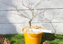 Acer palmatum 'Oh Momiji' - Érable du Japon