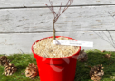 Acer Palmatum 'Okkens Red Mini' - Érable du Japon