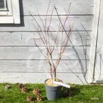 Acer palmatum 'Orange Lace' - Érable du Japon